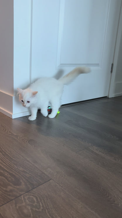 Cyber Mouse - Interactive Cat Toy (best for indoor cats)