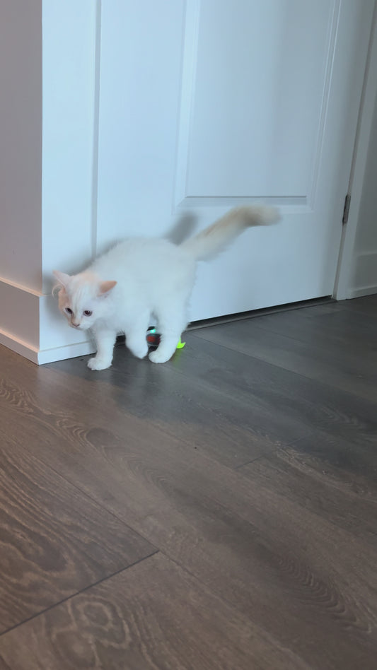 Cyber Mouse - Interactive Cat Toy (best for indoor cats)
